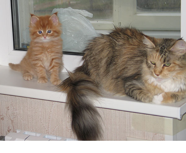     Catsvill County!   !    !       !!!    Catsvill County +7-926-544-74-09     .   ,   ,   ,    ,   ,  ,     ,   -,    ,   !